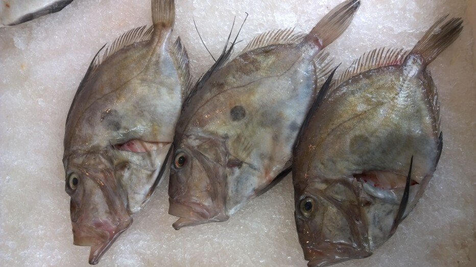 HELE VERDEN: Fisken er en elsket matfisk.