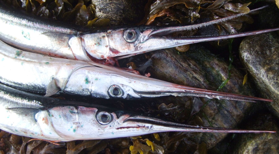 GOD MATFISK: Denne smaker godt, men har merkelige bein.