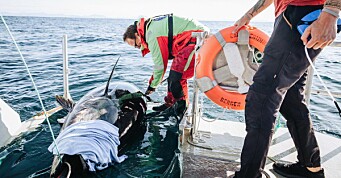 Rekordmange makrellstørjer satellittmerket i norske farvann
