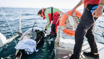 Rekordmange makrellstørjer satellittmerket i norske farvann