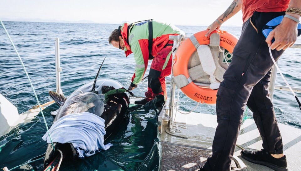 ORDENTLIG RUGG: Keno Ferter setter satellittmerke i en makrellstørje på to og en halv meter. ORDENTLIG RUGG: Keno Ferter setter satellittmerke i en makrellstørje på to og en halv meter.