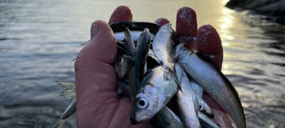 Mandag starter fisket etter kystbrisling i denne fjorden: – Må være av god kvalitet