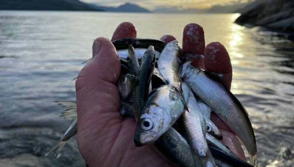BEGRENSNINGER: – I Nordfjord blir det ikke åpnet for fiske i 2022. Videre er det inntil videre ikke tillatt å fiske brisling i Trondheimsfjorden, men det kan bli satt en kvote senere, presiserer Sildesalgslaget.