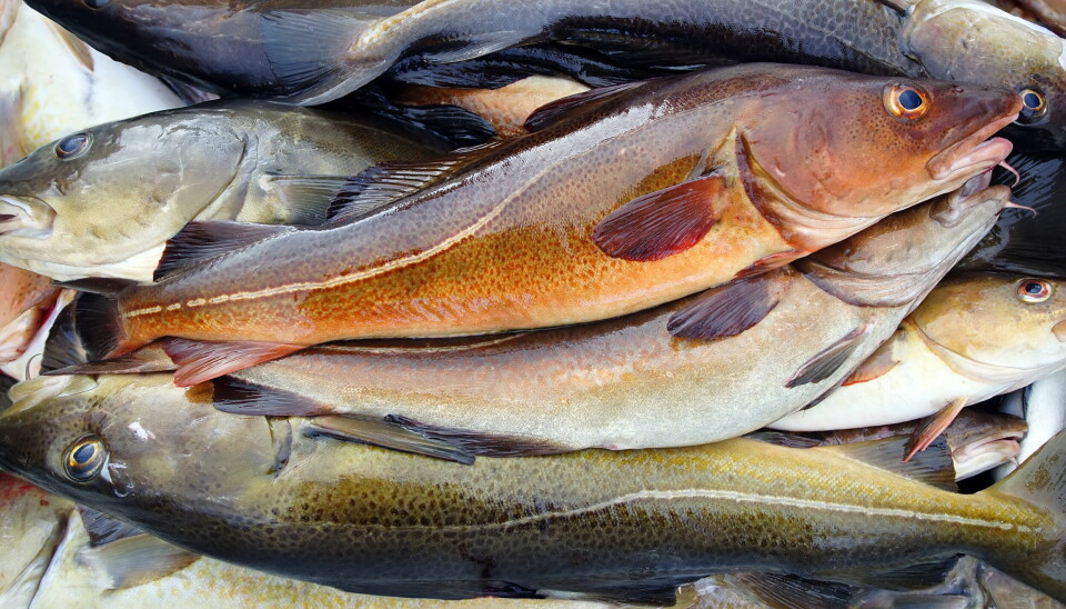 HØRING: Fiskeridirektoratet har sendt ut forslag om kysttorsk og havdeling på høring.