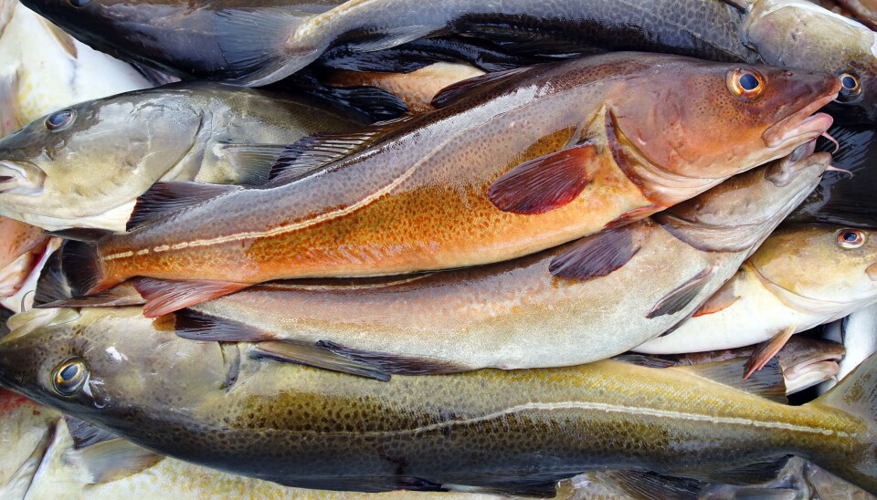 HØRING: Fiskeridirektoratet har sendt ut forslag om kysttorsk og havdeling på høring. HØRING: Fiskeridirektoratet har sendt ut forslag om kysttorsk og havdeling på høring.