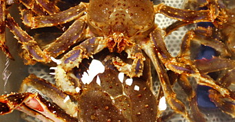 Dyr tabbe av krabbefisker