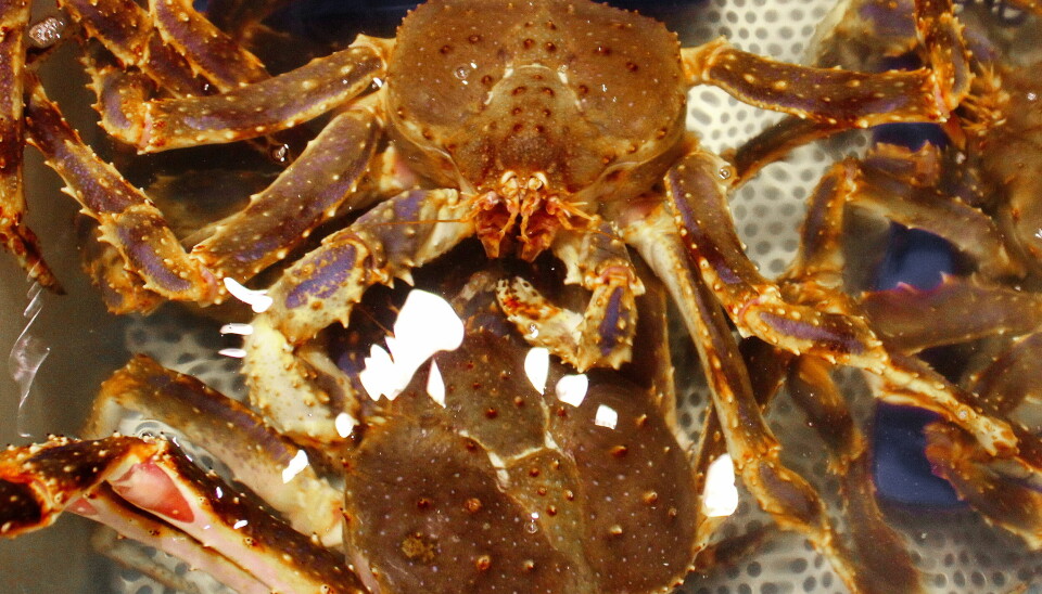 DOBLING: – Ved levering av mer enn ti prosent skadd krabbe vil fangstverdien bli inndratt av salgslaget. Fiskerne vil imidlertid kunne få et ilandføringsvederlag, melder Fiskeridirektoratet.