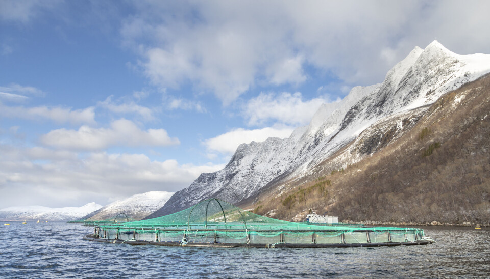 OPPDRETT: Cermaqs lakseoppdrett i Steigen og nye slakteriet i Leirvikbogen. Illustrasjonsfoto. OPPDRETT: Cermaqs lakseoppdrett i Steigen og nye slakteriet i Leirvikbogen. Illustrasjonsfoto.