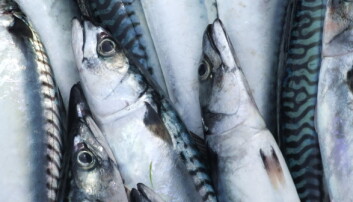 Tøffere konkurranse i markedet for makrellfilet