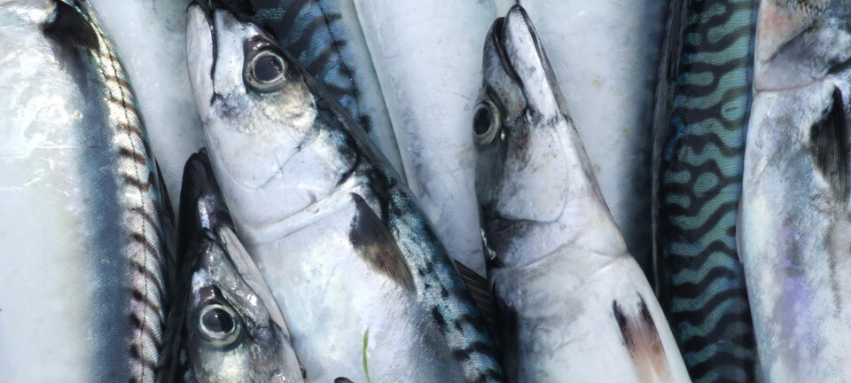 Tøffere konkurranse i markedet for makrellfilet