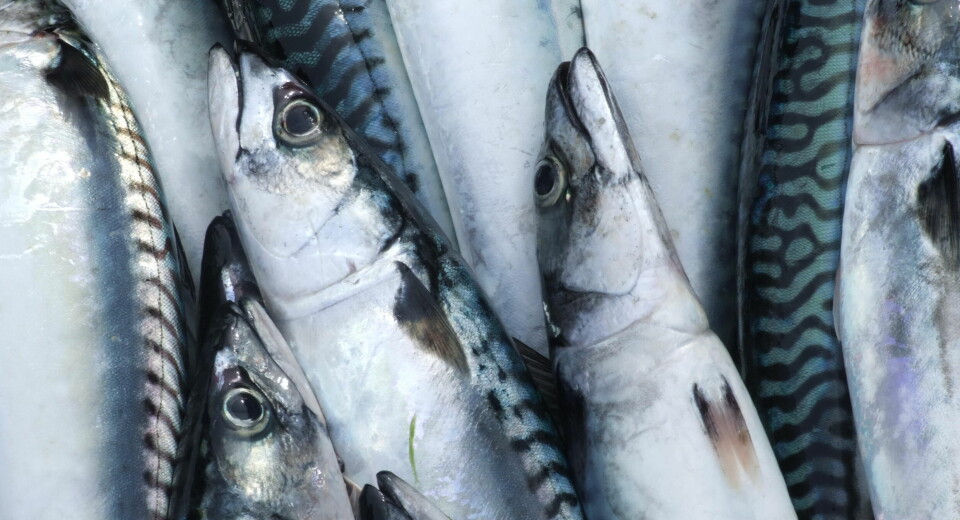 EKSPORT AV MAKRELL: Det gir økt lønnsomhet og god miljøgevinst om makrell eksporteres som filet.