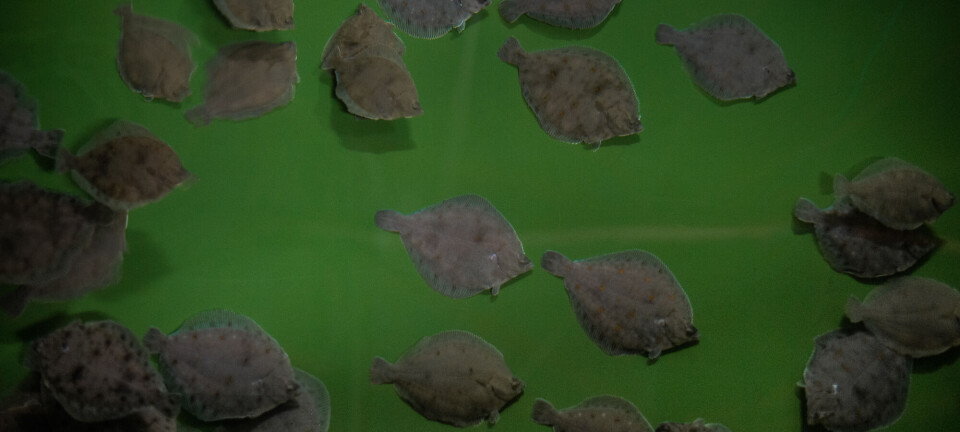 Vil etablere rødspette-oppdrett