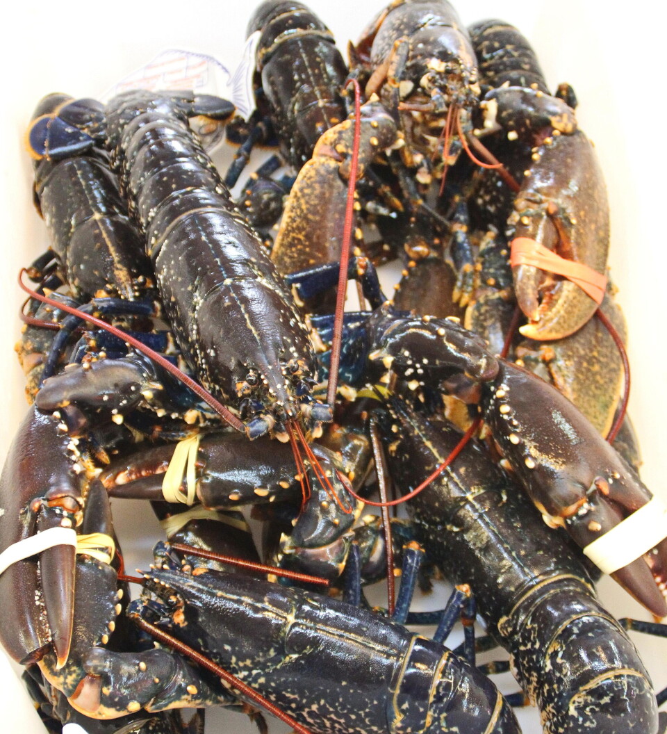 HUMMER: Vanskelig å fiske lovlig, men helt lovlig å ta ut av landet uten kvotebegrensning. HUMMER: Vanskelig å fiske lovlig, men helt lovlig å ta ut av landet uten kvotebegrensning.