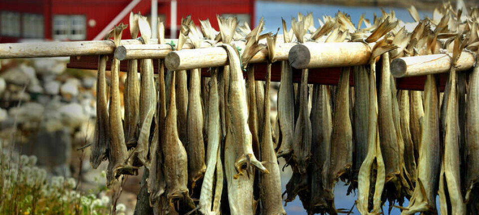 Sjømatrådet setter inn krafttak mot Italia-markedet: – Unik posisjon for tørrfisken