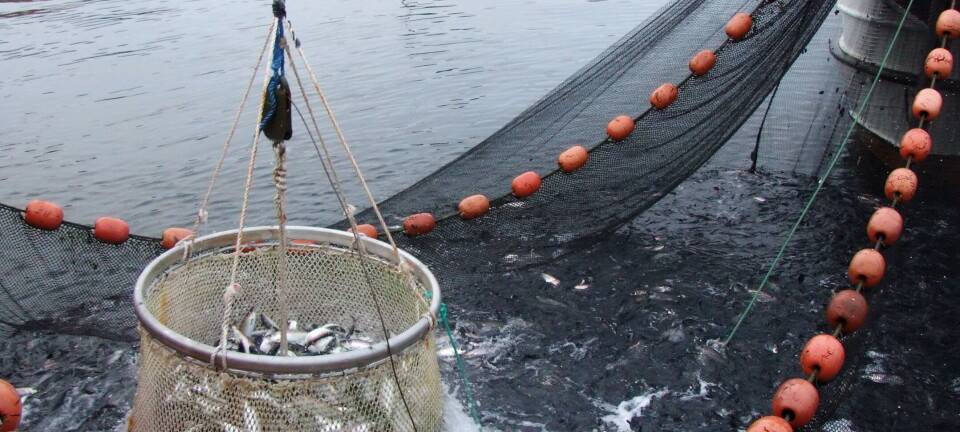 Dramatisk priskrakk på silda i oktober - ned 45 prosent: sen fangststart får skylda