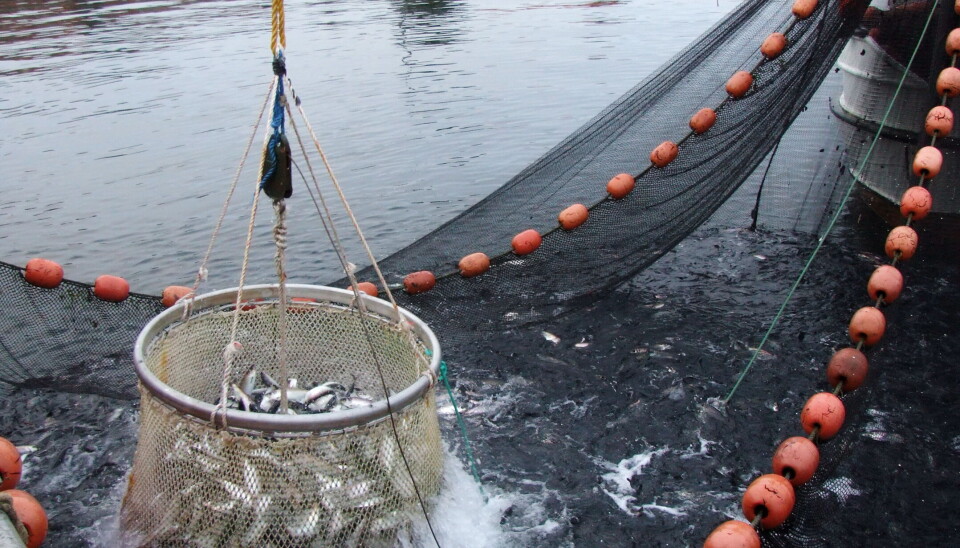 SPRELLENDE MILLIARDER: Norges Sildesalgslag har lagt bak seg atter et godt år med 2022. Det betyr at også fiskerne kan si det samme.