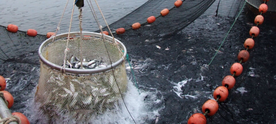 Sildesalgslaget omsatte pelagisk for over 11 milliarder kroner i 2022