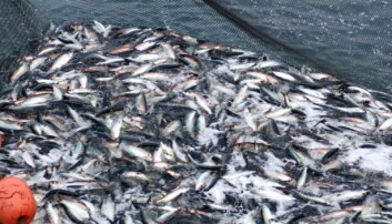 Godt sildefiske i nord og utlendingene sørger for at makrellkvantumet går opp