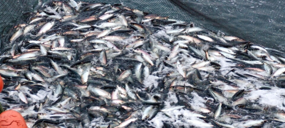 Godt sildefiske i nord - utlendingene sørger for at makrellkvantumet går opp