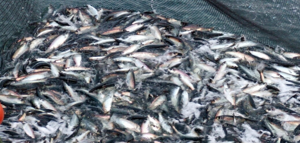 Godt sildefiske i nord - utlendingene sørger for at makrellkvantumet går opp