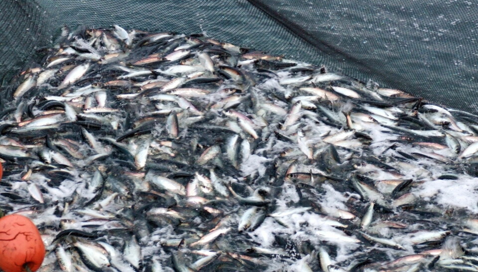 EN BÅT PER DAG: – Sildefisket i Kvænangen har gått greit og rolig for seg denne uken med stort sett en føringsbåt hver dag, melder Sildesalgslaget.