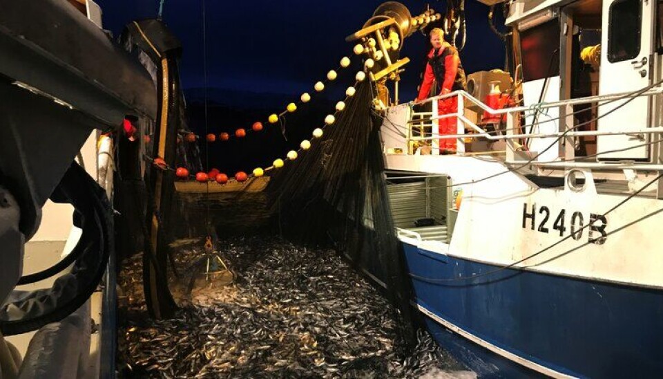 LÅSSETTING: – Alle fartøy må være forberedt på å sette fangsten i lås dersom Fiskeridirektoratet og Norges Sildesalgslag krever det, eller at situasjonen krever dette, skriver Sildesalgslaget om det pågående fisket i Kvænangen.