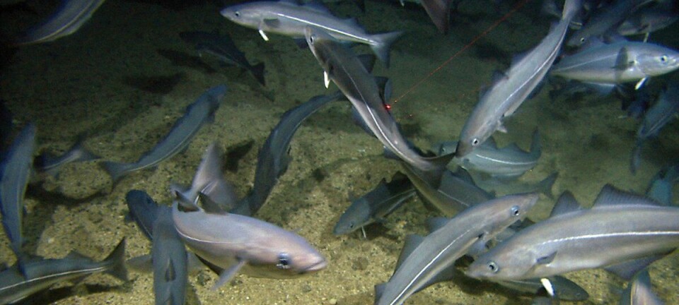 Gode fangster av sei - til like gode priser