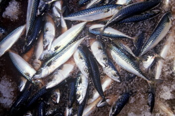 MAKRELL: Britiske fartøy har levert makrell verdt over en milliard kroner.