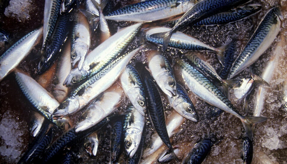 MAKRELL: Norge, EU, Island, Færøyene, Grønland og Storbritannia er enige om makrellkvoten for 2023.