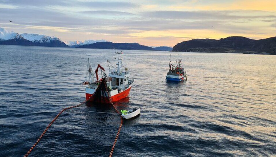 SILDEBONANZA: – Vi forventer at både resten av denne uken og neste uke blir hektisk i Kvænangen. Det er meldt et fantastisk vær, så vi satser på full fres i fiskeriet, melder Norges Sildesalgslag. SILDEBONANZA: – Vi forventer at både resten av denne uken og neste uke blir hektisk i Kvænangen. Det er meldt et fantastisk vær, så vi satser på full fres i fiskeriet, melder Norges Sildesalgslag.