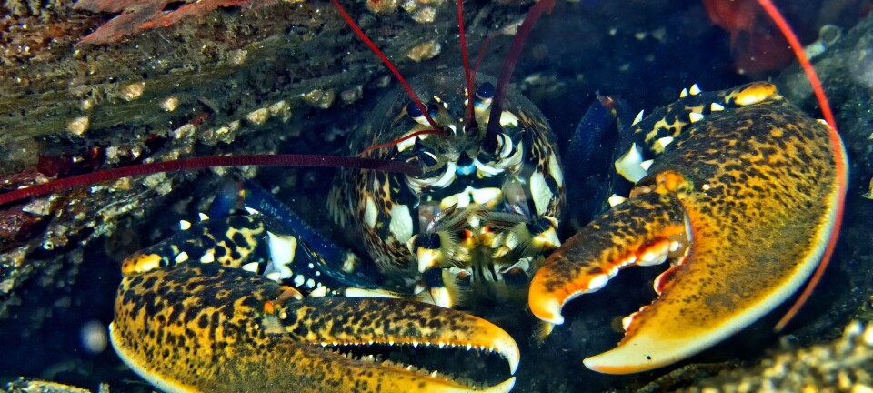 Verken dommer eller advokat fant svaret