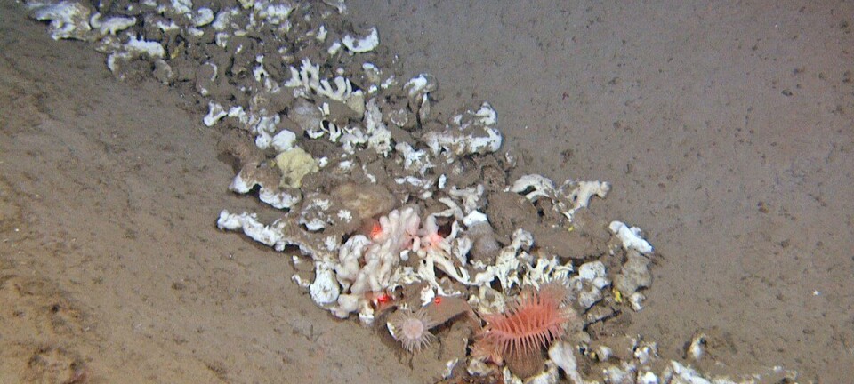 Fant store mengder trålspor nord for Svalbard - De fleste fra russiske trålere