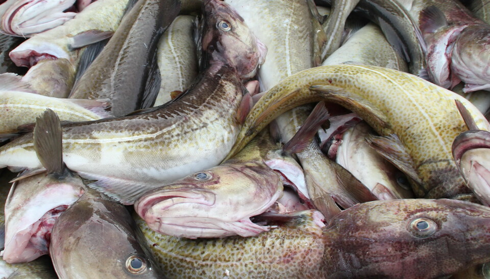 NORDSJØEN: Kvota for fiske av torsk blir auka i 2023.