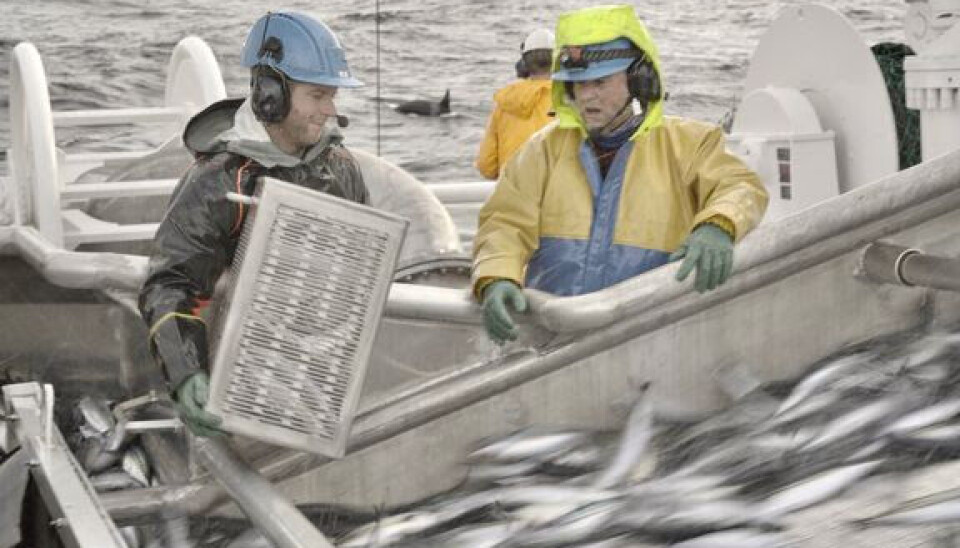 FORSKNING: Styreleder i Fiskebåt Nord, Marius Ytterstad, mener det er behov for mer havforskning i tiden fremover. FORSKNING: Styreleder i Fiskebåt Nord, Marius Ytterstad, mener det er behov for mer havforskning i tiden fremover.