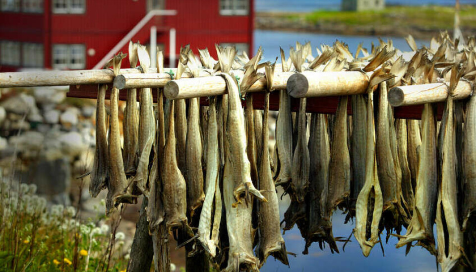 KJØPT OPP: – Vi har fortsatt en del tørrfisk på lager. Men det er en del av en strategi fra vår side. Vi har i år systematisk kjøpt opp tørrfisk fra andre eksportører. Årsaken til det er at vi regner med at prisen på torsk skal stige en del til neste år, sier Ole Olsen hos Sufi til Kystmagasinet. KJØPT OPP: – Vi har fortsatt en del tørrfisk på lager. Men det er en del av en strategi fra vår side. Vi har i år systematisk kjøpt opp tørrfisk fra andre eksportører. Årsaken til det er at vi regner med at prisen på torsk skal stige en del til neste år, sier Ole Olsen hos Sufi til Kystmagasinet.