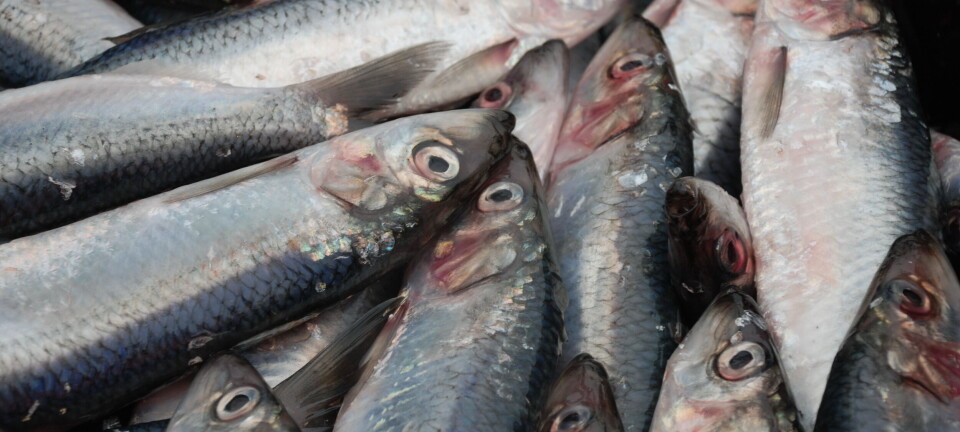 Silda er i bevegelse