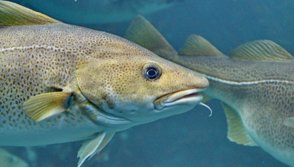 SVÆRT ANVENDELIG: – Én viktig forklaring er trolig at torsk er et svært anvendelig råstoff som kan brukes i mange ulike produkter; fersk og fryst, hel fisk og filét, til saltfisk, klippfisk og tørrfisk, sier Geir Sogn-Grundvåg hos Nofima. SVÆRT ANVENDELIG: – Én viktig forklaring er trolig at torsk er et svært anvendelig råstoff som kan brukes i mange ulike produkter; fersk og fryst, hel fisk og filét, til saltfisk, klippfisk og tørrfisk, sier Geir Sogn-Grundvåg hos Nofima.