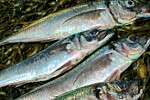 LUNEFULL FISK: Hestmakrellen er en lunefull fisk som mange fiskere ikke vil bruke penger på.
