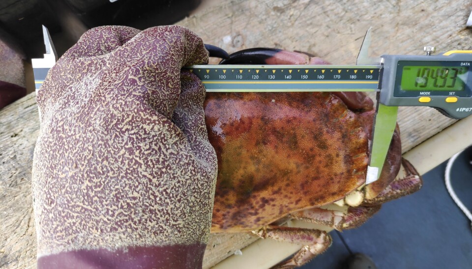 MÅ HA TID: Størrelsen på krabbene kan fortelle forskerne om fiskepresset på bestanden. Blir krabbene mindre, tyder det på at den ikke får tid til å vokse seg stor nok før den fiskes.