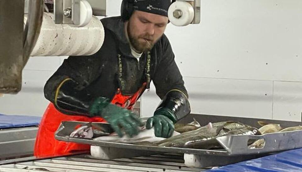 OMBORDFRYST: Fisken fryses ombord i fiskebåtene innen kort tid. OMBORDFRYST: Fisken fryses ombord i fiskebåtene innen kort tid.