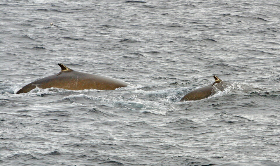 FINNHVAL: Hvalfangerne tilfører forskerne mye kunnskap om de ulike hvalartene.