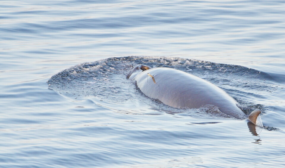 FORSKNING: Her er en hval merket av havforskere. Men forskerne trenger også informasjon om hvor hval fanges.