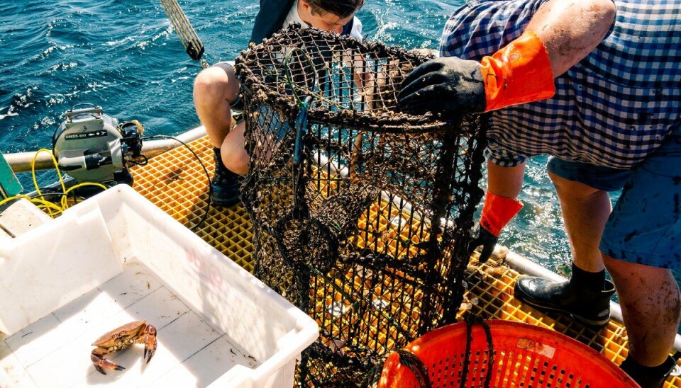 KONTROLL: – I alt ble det beslaglagt totalt 97 fiskeredskaper, hvorav 94 redskaper var teiner og 3 var ruser. I flere av redskapene fant inspektørene våre torsk, og over 30 individer ble gjenutsatt, melder Fiskeridirektoratet. Bilde for illustrasjon.