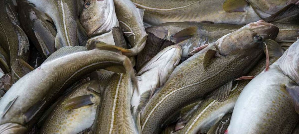 Torskesesongen på hell, halverte fangster