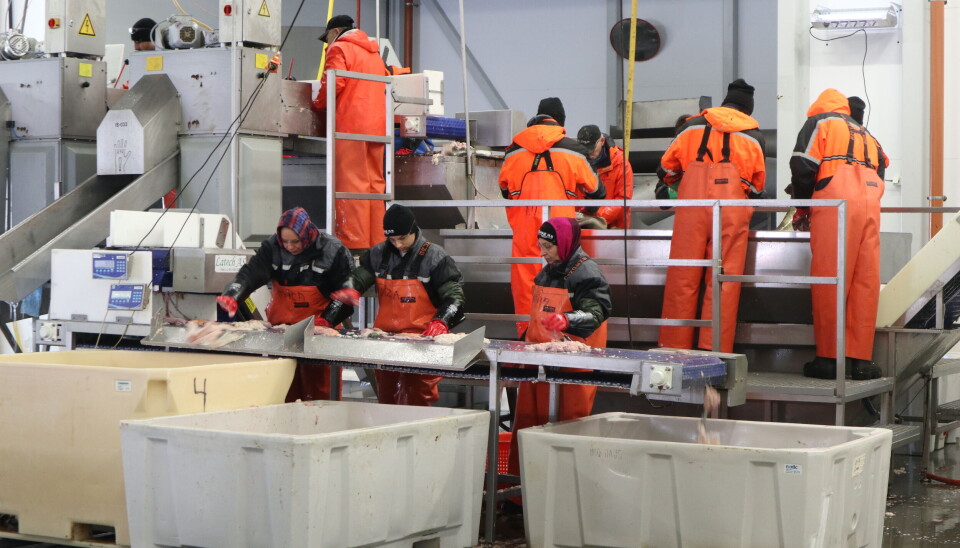 VEKST: Sjømatnæringen med en solid vekst de siste 15 årene. VEKST: Sjømatnæringen med en solid vekst de siste 15 årene.