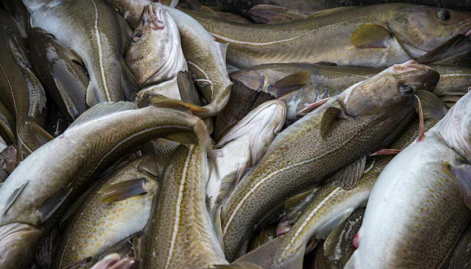 GJELDSØKNING: Fra årene 2016 til 2021 økte fiskeredernes gjeld fra 42,6 til 61,8 milliarder kroner. Det er en økning på 45 prosent. Det er dobbelt så mye som i resten av næringslivet, melder NRK.