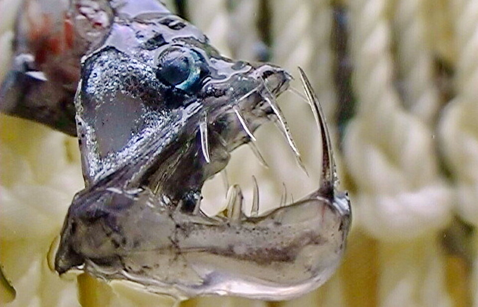 MESOPELAGISK FISK: Rederiet har fått avslag på tillatelse til å fiske etter mesopelagisk fisk som 'huggormfisk' (bildet) og lysprikkfisk i mauritansk farvann. Nå håper de på å få fiske i omansk farvann.