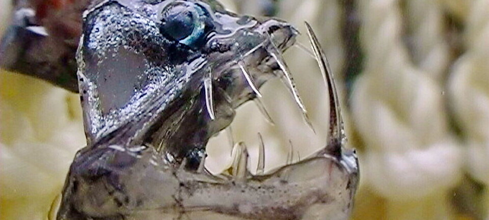 Norsk tråler nektes å fiske i andre lands sone