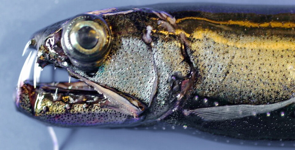 ENORM BIOMASSE: Fiskerne er usikre på hvor mye mesopelagisk fisk og andre organismer som finnes. Estimatene varierer fra ti til hundre millioner tonn.