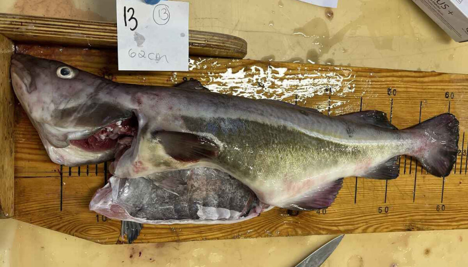ALARM: De lokale fiskerne i Meløy har slått alarm etter at de for tiden får store mengder oppdrettstorsk i garnene. Det er ikke klart hvor torsken kommer fra, og det lokale torskeoppdrettet i Åmøyhavna, Norcod, sier at de ikke har registrert noen rømninger. Nå tar Fiskeridirektoratet ballen. ALARM: De lokale fiskerne i Meløy har slått alarm etter at de for tiden får store mengder oppdrettstorsk i garnene. Det er ikke klart hvor torsken kommer fra, og det lokale torskeoppdrettet i Åmøyhavna, Norcod, sier at de ikke har registrert noen rømninger. Nå tar Fiskeridirektoratet ballen.